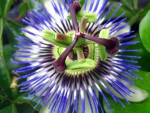 Passion flower