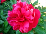 Peony
