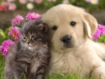 Cat and dog (labrador)