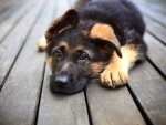 German shepherd