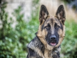 German shepherd