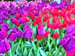 Beautilful Tulips