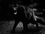 BLACK WOLF OUT OF THE DARK