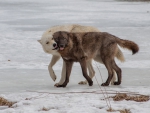 WOLVES...I LOVE YOU TOO