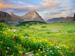 Mountain meadow