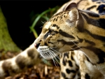 OCELOT