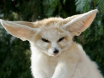 FENNEC FOX