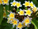 Plumeria