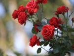 Red Roses