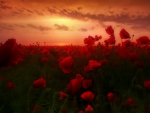 Poppies Field