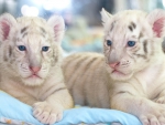 White tigers