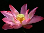 Lotus in pink