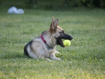 German shepherd