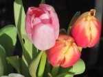 Tulip Heads