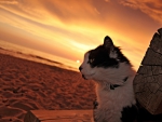 Sunset cat
