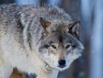 GRAY WOLF