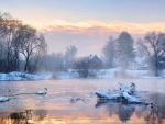 Winter Lake of Swans at Sunrise