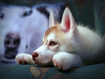 Sweet Husky pup