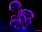 Purple Magic Mushrooms