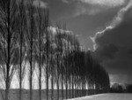 row of trees