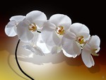 Phalaenopsis
