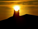 Sunset cat