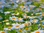 Bright and Happy Daisies