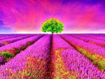 Beautiful Lavender fields