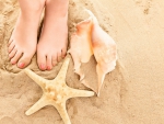Shells and starfish