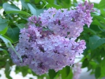 Lovely Lilac