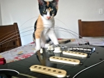 Cat and fender