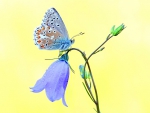 Blue bell and butterfly