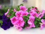 ~Petunias~