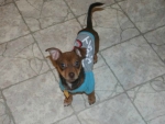 Oliver James Our Chiweenie