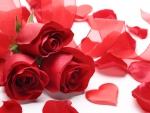 Petals of red roses with love