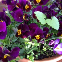 French pansies