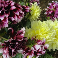 dahlias