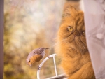 Cat and bird
