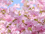 Flowering cherry