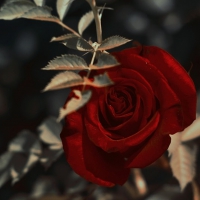 Gothic Rose