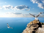 seagulls on rocks overlooking a clear black sea