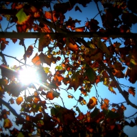 Through the Leaves