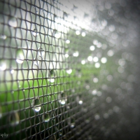Dew Soaked Screen