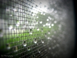 Dew Soaked Screen