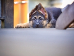German shepherd
