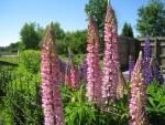Pink Lupins
