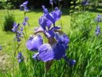 Blue Iris