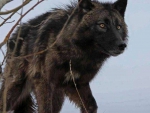 BLACK WOLF
