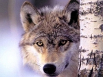 WOLF ON A BIRCH TREE