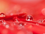 Drops on a red flower